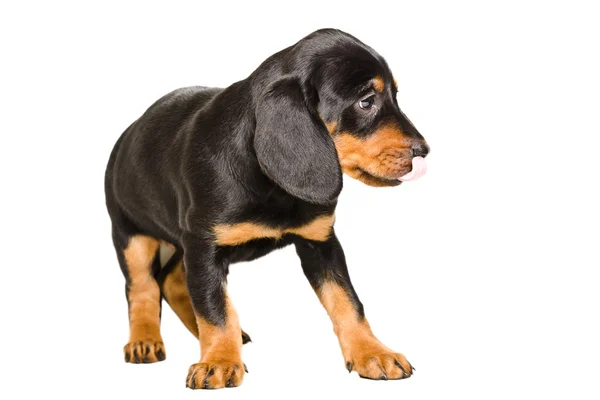 可爱的小狗品种斯洛伐克猎犬舔着他的鼻子 — 图库照片
