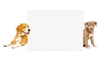 Çukur boğa köpek yavrusu ve Beagle köpek poster arkasından bakmak