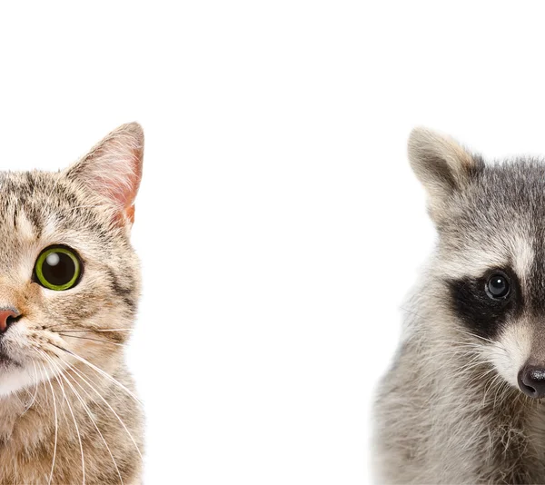 Portrait of a raccoon and cat — Stock Photo, Image