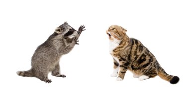 Meowing kedi İskoç Fold ve rakun
