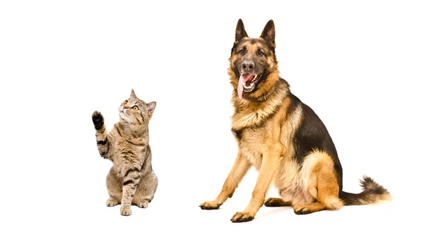 Schäferhund und verspielte Katze — Stockfoto