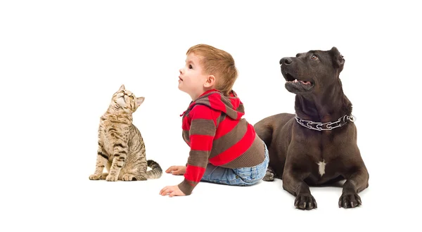 Meraklı kedi, çocuk ve köpek — Stok fotoğraf