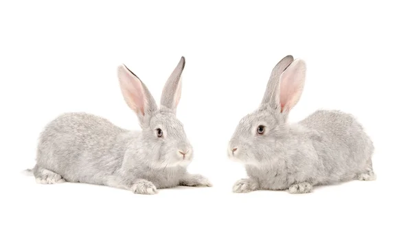 Two gray rabbit — Stock Photo, Image