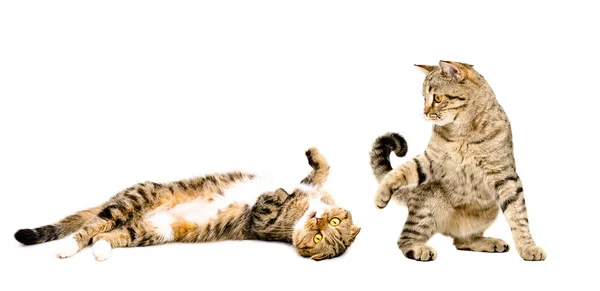 Две кошки играют вместе — стоковое фото