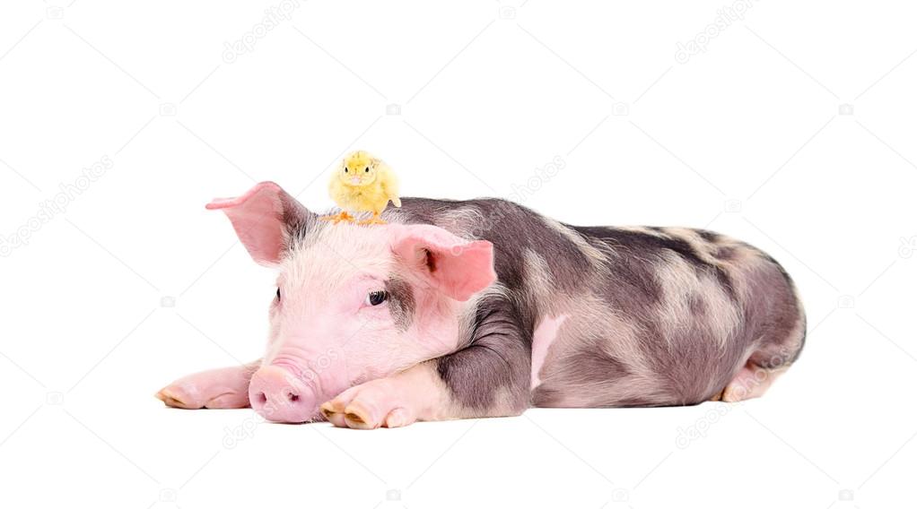 Cute little pig with a chicken on her head