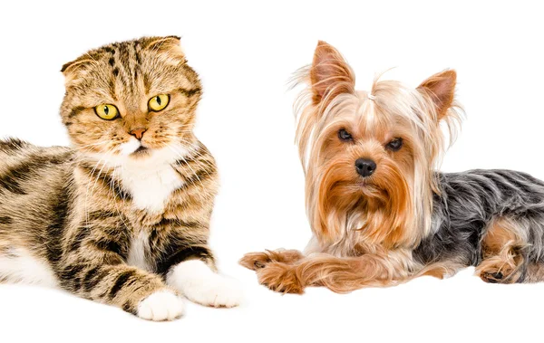 Porträtt av katt Scottish Fold och Yorkshire terrier — Stockfoto