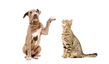 Oynak yavru Pitbul ve kedi İskoç düz