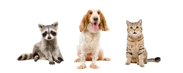 Waschbär, Hund und Katze sitzen zusammen — Stockfoto