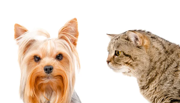 Portrait of a Yorkshire terrier and curious cat Scottish Straight — Stock Photo, Image