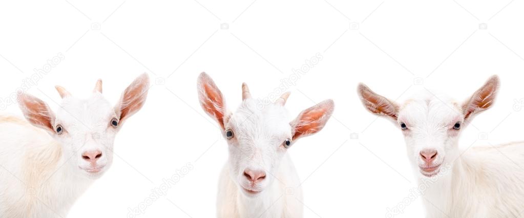 Portrait of three cute goat