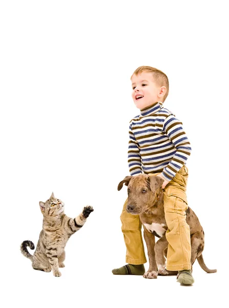 Alegre chico jugando con un perrito pitbull y gato —  Fotos de Stock