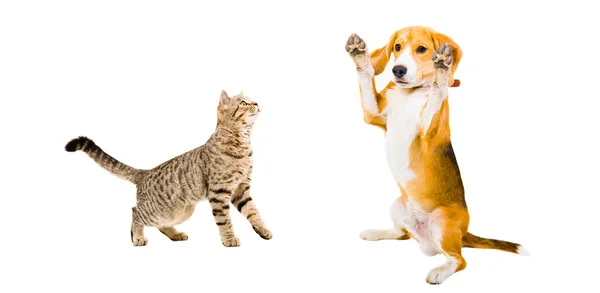 Kíváncsi macska skót egyenes és vicces Beagle kutya — Stock Fotó