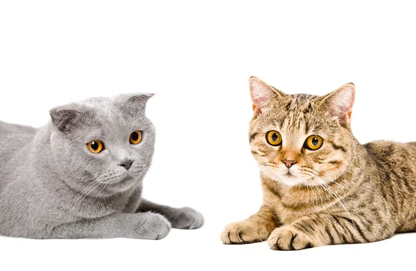 Portret kotów Scottish Fold i szkocki prosto — Zdjęcie stockowe