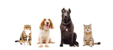 Kediler ve köpekler birlikte oturma grubu