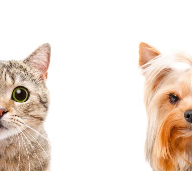 Bir kedi İskoç düz ve Yorkshire terrier birlikte portre