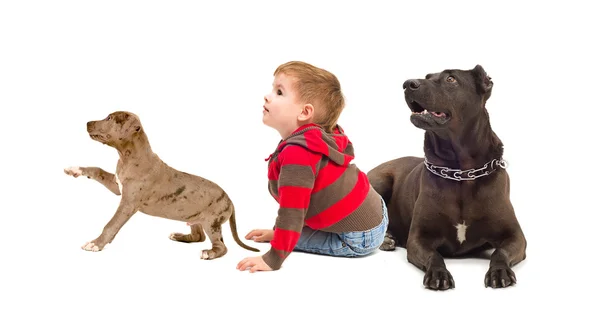 Nieuwsgierig kind en honden — Stockfoto