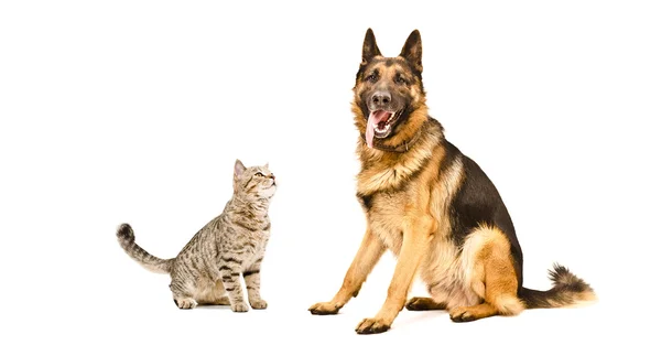 Pastor alemán perro y divertido gato escocés recto — Foto de Stock