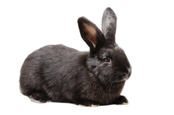 Schwarzes Kaninchen isoliert — Stockfoto
