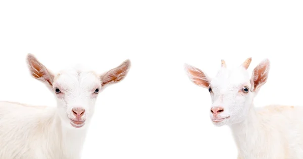 Portrait de deux chèvres mignonnes — Photo