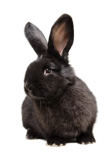 Adorable lapin noir — Photo