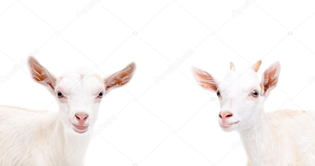 Portrait of two cute goat