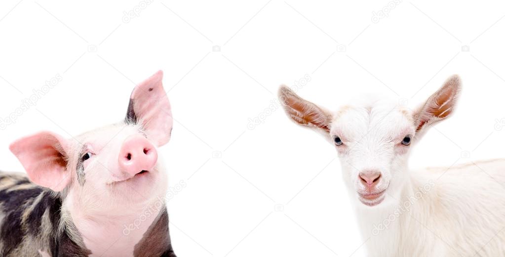 Portrait of piglet and goat