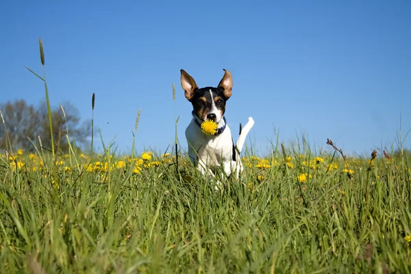 Welpe mit Löwenzahn — Stockfoto