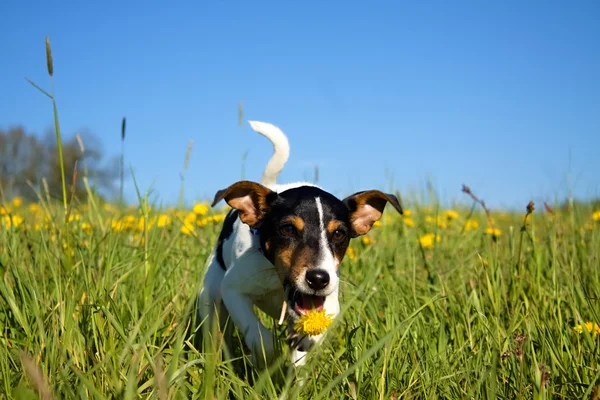 Running puppy with dandelion — Stock Photo, Image