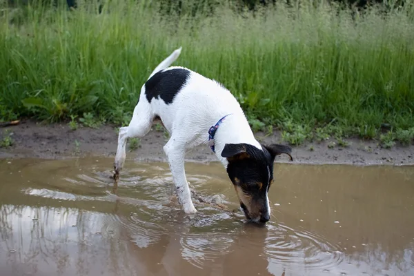 Little dog in puddle — Stock Photo, Image