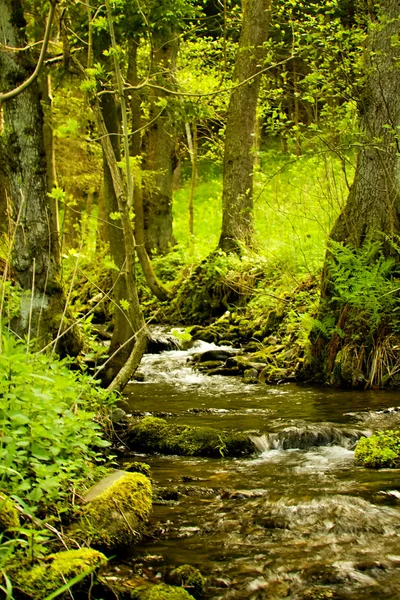 Dağ rivulet