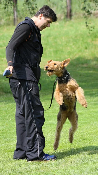 Adam bir köpek eğitim