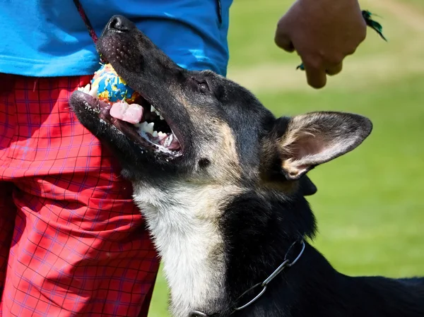 Dog head — Stock Photo, Image