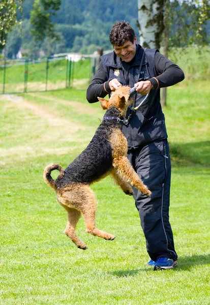 Man is training a dog — Stock Photo, Image