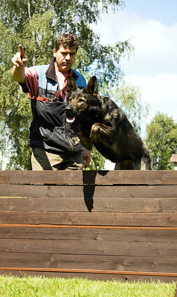 Jumping dog — Stock Photo, Image