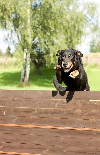 Jumping dog — Stock Photo, Image