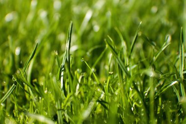 çimenlerin üzerinde çiy damlaları