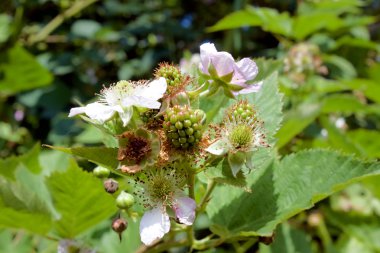 çiçeklenme ve yeşil Blackberry