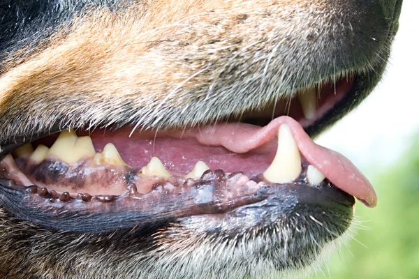 Usta pies — Zdjęcie stockowe