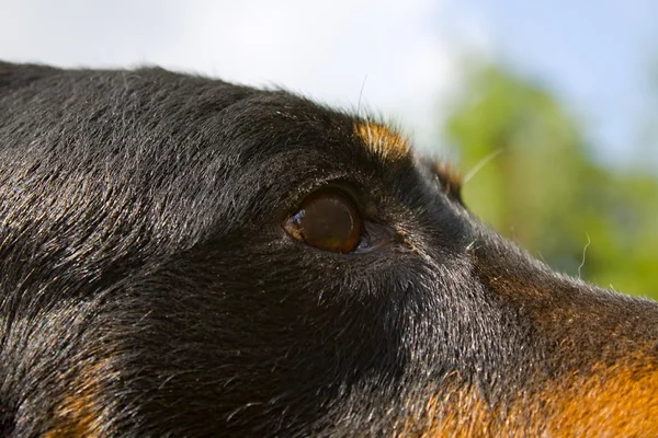 Dog head — Stock Photo, Image