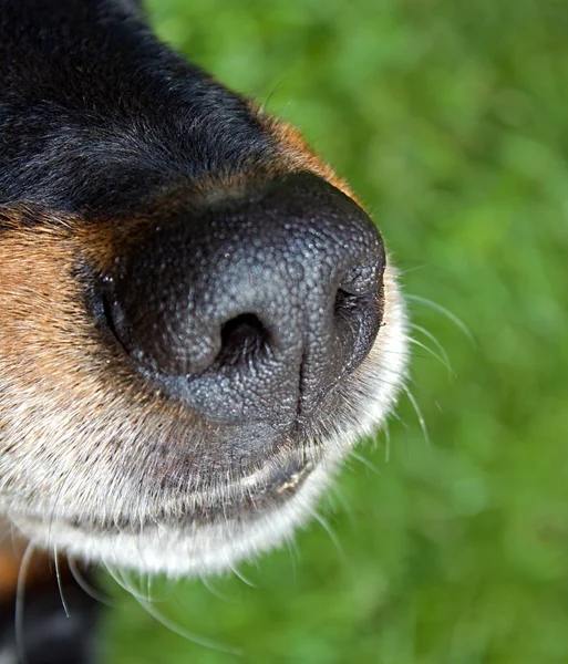 Dog mouth — Stock Photo, Image