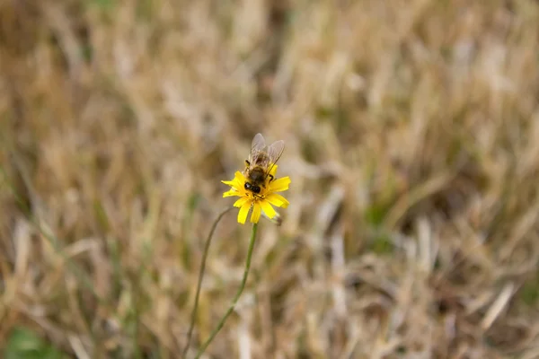 Little bee on the yellow flower — Stock Photo, Image