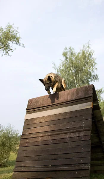köpek üzerinde engel atlama