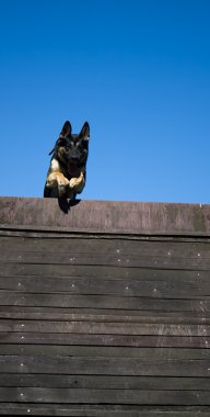 köpek engel atlamak