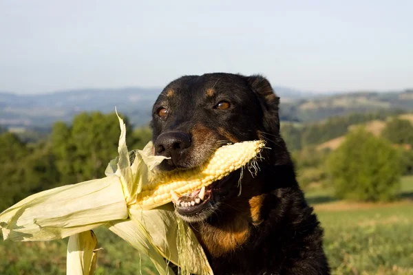 Dog Head'a ağzına Mısır ile