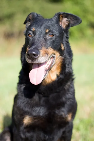 Portrait of black dog — Stock Photo, Image