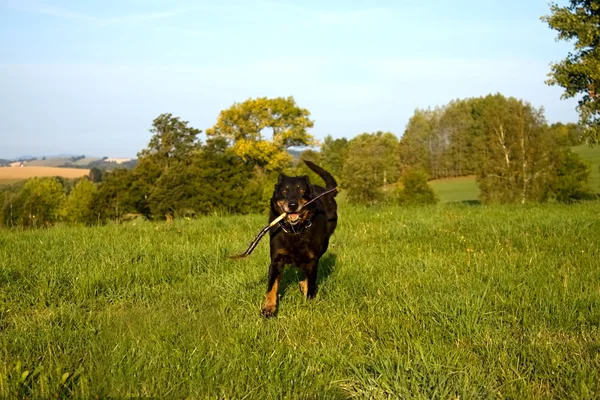 Runing köpek