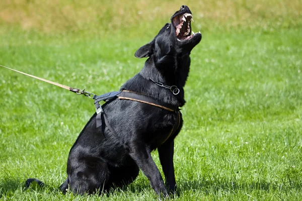 Dog is bark — Stock Photo, Image