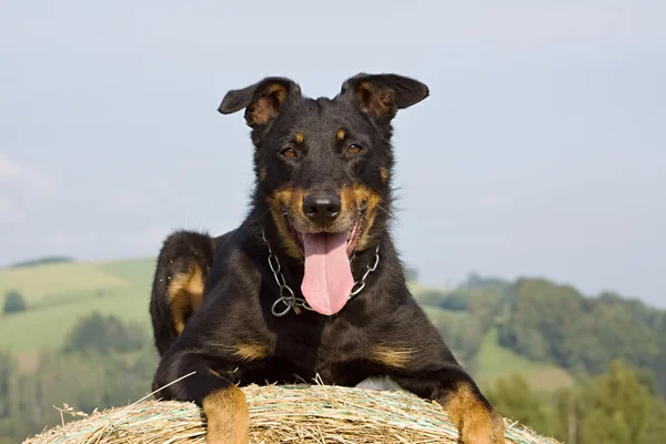 Portrait of dog — Stock Photo, Image