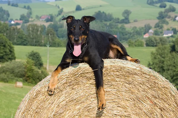 Portrait of dog — Stock Photo, Image