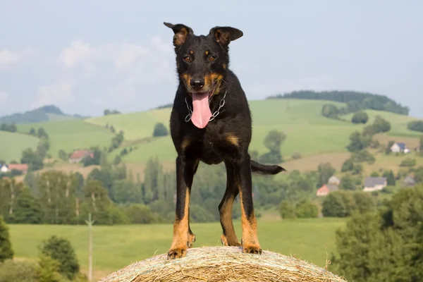 köpeğin portresi